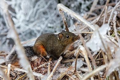 新锐游戏工作室Jyamma Games开发的类魂动作游戏《恩诺提利亚：终曲》将于2024年春季发售